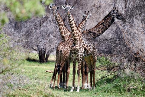 Five eating giraffes
