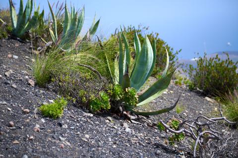 Gran Canaria nature