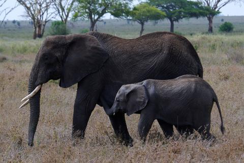 Elephant with baby